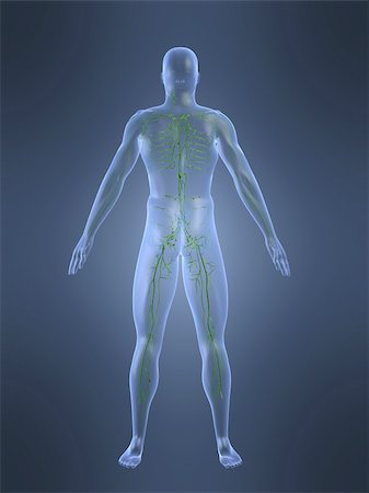 3d rendered anatomy illustrationof a human shape with the lymphatic system Stock Photo - Budget Royalty-Free & Subscription, Code: 400-03954508