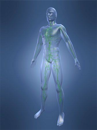 3d rendered anatomy illustrationof a human shape with the lymphatic system Stock Photo - Budget Royalty-Free & Subscription, Code: 400-03954526