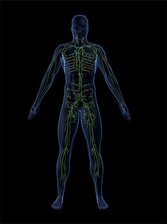 simsearch:400-04069227,k - 3d rendered anatomy illustration of a human shape with the lymphatic system Stockbilder - Microstock & Abonnement, Bildnummer: 400-03954570