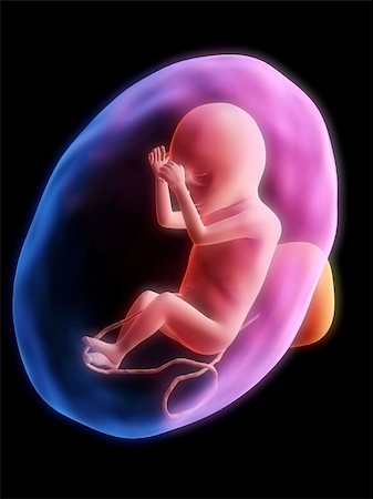3d rendered illustration of a human fetus Stock Photo - Budget Royalty-Free & Subscription, Code: 400-03954655