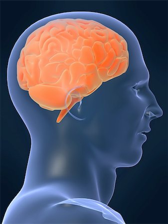 simsearch:400-05881910,k - 3d rendered illustration of a human head shape with brain Stockbilder - Microstock & Abonnement, Bildnummer: 400-03954683