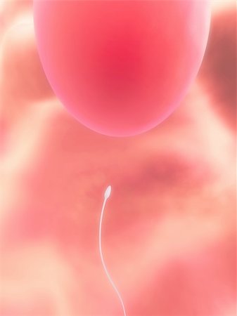 simsearch:400-03952161,k - 3d rendered illustration of a human egg and sperms Stock Photo - Budget Royalty-Free & Subscription, Code: 400-03954690