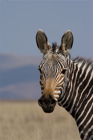 simsearch:400-04348140,k - Portrait of a rare and endangered Mountain Zebra Foto de stock - Royalty-Free Super Valor e Assinatura, Número: 400-03955330
