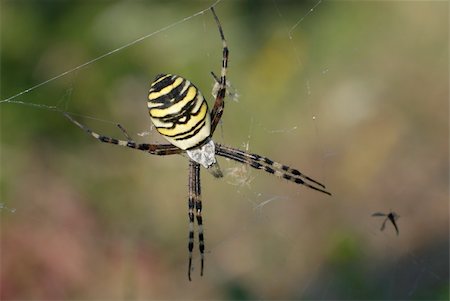 simsearch:400-08200203,k - Wasp spider (Argiope bruennichi) female. The adult female has a shining silvery cephalothorax (head) and a yellowish abdomen with black and white bars across it. Foto de stock - Royalty-Free Super Valor e Assinatura, Número: 400-03955791
