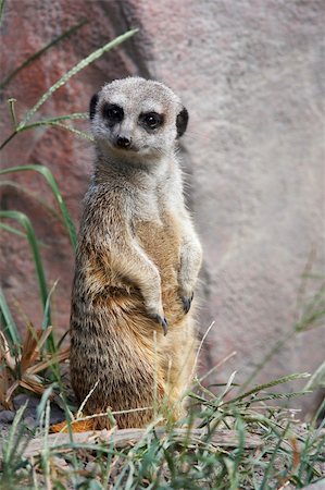 simsearch:400-04606447,k - meerkat standing and looking ahead Stock Photo - Budget Royalty-Free & Subscription, Code: 400-03955893