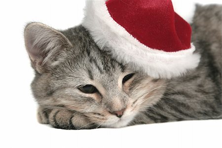 exhausted santa claus - The grey cat sleeps in a New Year's cap Photographie de stock - Aubaine LD & Abonnement, Code: 400-03956104