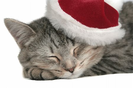 exhausted santa claus - The grey cat sleeps in a New Year's cap Photographie de stock - Aubaine LD & Abonnement, Code: 400-03956103