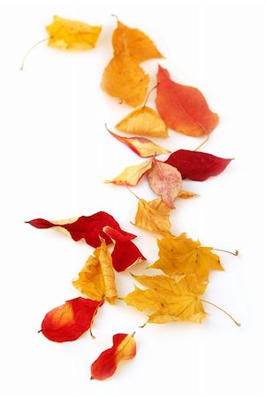 simsearch:400-03950884,k - Dry colorful autumn leaves on white background Photographie de stock - Aubaine LD & Abonnement, Code: 400-03956139