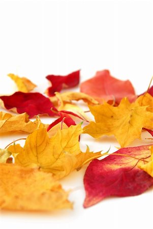 simsearch:400-03956141,k - Dry colorful autumn leaves on white background Photographie de stock - Aubaine LD & Abonnement, Code: 400-03956140