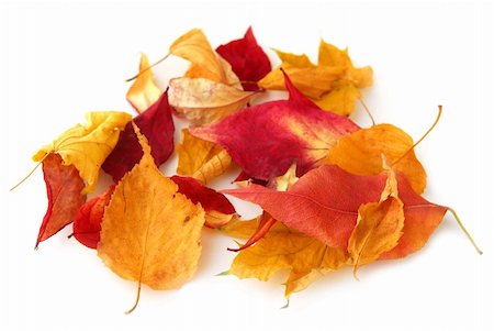 simsearch:700-00711724,k - Dry colorful autumn leaves on white background Stockbilder - Microstock & Abonnement, Bildnummer: 400-03956141