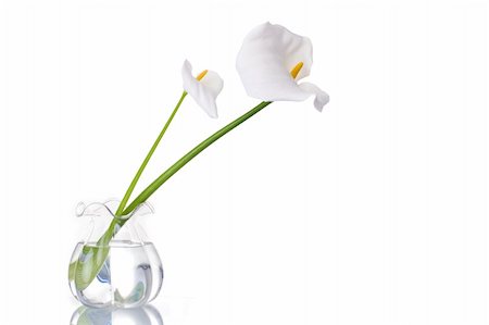Two white callas on a glass jar with water, reflected. Isolated on white background Foto de stock - Super Valor sin royalties y Suscripción, Código: 400-03956166