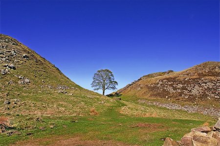 suestock (artist) - Sycamore Gap, used in filming Robin Hood Prince of Thieves and Roman wall Foto de stock - Royalty-Free Super Valor e Assinatura, Número: 400-03956480