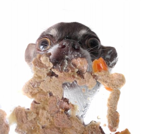 simsearch:400-03942225,k - hungry chihuahua is quickly eating her dinner Fotografie stock - Microstock e Abbonamento, Codice: 400-03956705