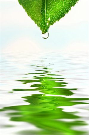 simsearch:400-03966370,k - Green leaf with water droplet over water reflection Fotografie stock - Microstock e Abbonamento, Codice: 400-03956769