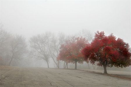 simsearch:400-04318525,k - row of trees on a foggy morning Stock Photo - Budget Royalty-Free & Subscription, Code: 400-03956812