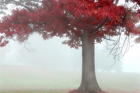 simsearch:400-04318525,k - colorful autumn landscape scene in foggy misty morning Stock Photo - Budget Royalty-Free & Subscription, Code: 400-03956813
