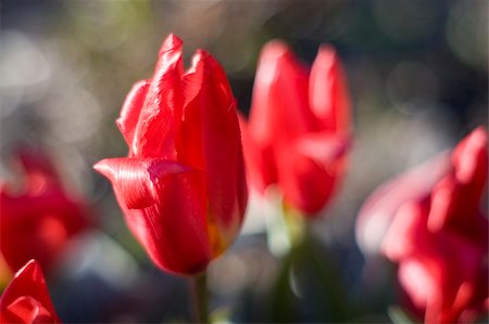 Tulips in bloom in the spring. Photographie de stock - Aubaine LD & Abonnement, Code: 400-03956911