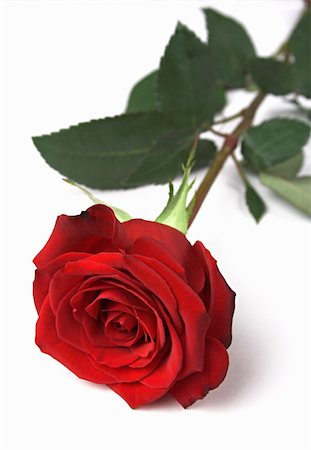 simsearch:400-04095393,k - One rich red rose closeup on a white background. Fotografie stock - Microstock e Abbonamento, Codice: 400-03956958