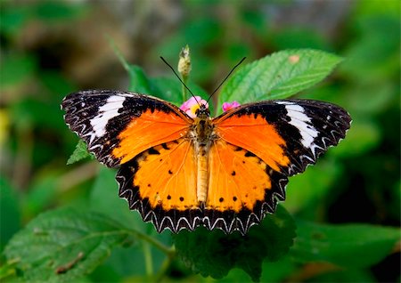 Butterfly close up Foto de stock - Super Valor sin royalties y Suscripción, Código: 400-03957163
