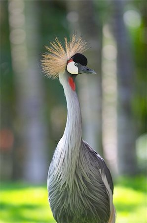 Crested crane (Balearica pavonina) Stock Photo - Budget Royalty-Free & Subscription, Code: 400-03957204