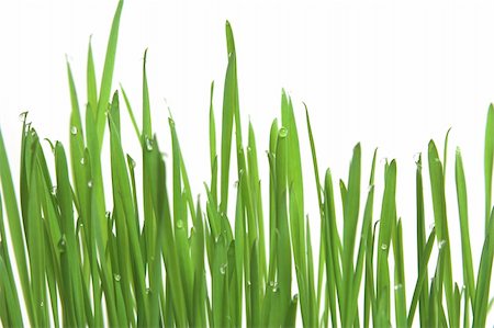 simsearch:400-08074641,k - Fresh green grass with drops of water, purfect ecology background Stock Photo - Budget Royalty-Free & Subscription, Code: 400-03957276