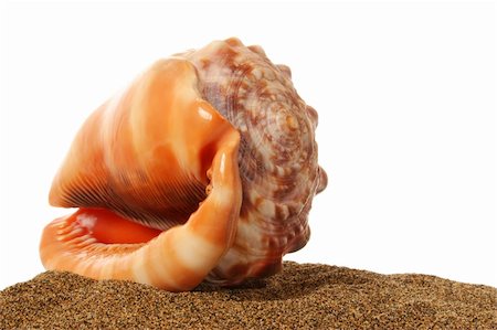 simsearch:400-03950073,k - Seashell on sand with white background Fotografie stock - Microstock e Abbonamento, Codice: 400-03957459