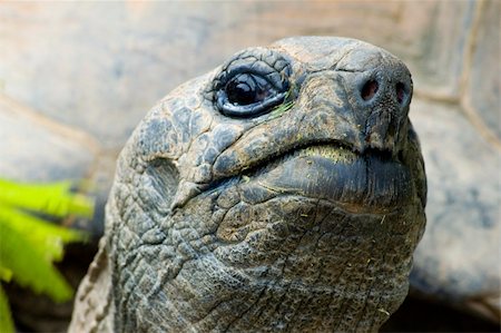 cocky giant tortois looking at you, sharp on the nose Photographie de stock - Aubaine LD & Abonnement, Code: 400-03957478