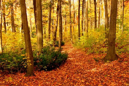 simsearch:400-04436466,k - Colorful sunlit fall forest with fallen leaves covering the ground Stock Photo - Budget Royalty-Free & Subscription, Code: 400-03957618
