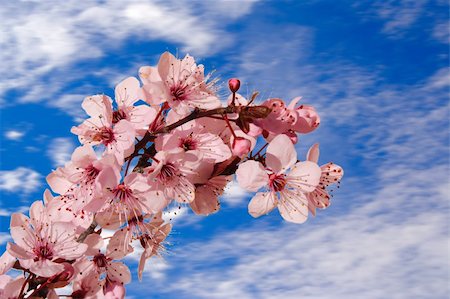 simsearch:614-08908302,k - Cherry blossom Blue sky background Foto de stock - Super Valor sin royalties y Suscripción, Código: 400-03957764