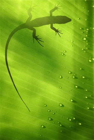 simsearch:400-04914866,k - Banana leaf backlit with water drops and lizard shadow Stock Photo - Budget Royalty-Free & Subscription, Code: 400-03957851