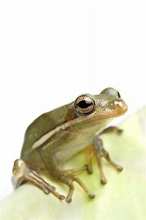 simsearch:400-03940235,k - frog sitting on leaf - green tree frog macro with limited depth of field, focus on eye Photographie de stock - Aubaine LD & Abonnement, Code: 400-03957888