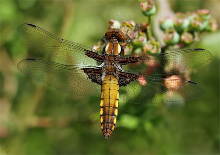 simsearch:862-08090237,k - Dragonfly close up in summer. Photographie de stock - Aubaine LD & Abonnement, Code: 400-03957960