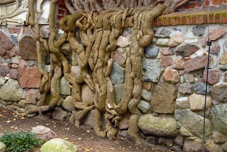 The root system of a tree growing up on castle stones Photographie de stock - Aubaine LD & Abonnement, Code: 400-03959842