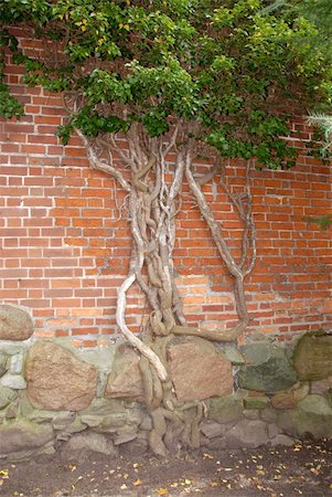 The root system of a tree growing up on castle stones Photographie de stock - Aubaine LD & Abonnement, Code: 400-03959843
