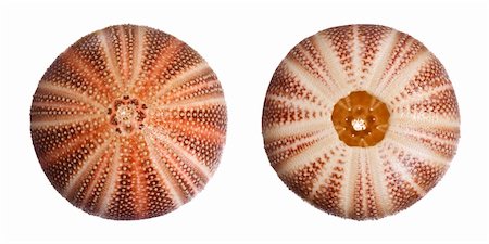 equinoideos - English Sea Urchin isolated on white background Foto de stock - Super Valor sin royalties y Suscripción, Código: 400-03950000