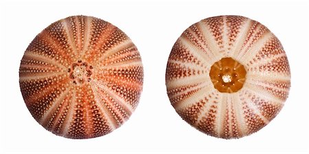 sea urchins - English Sea Urchin isolated on white background Photographie de stock - Aubaine LD & Abonnement, Code: 400-03950000