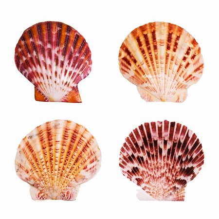 simsearch:622-02354860,k - Scallop shells isolated on white background Stock Photo - Budget Royalty-Free & Subscription, Code: 400-03950014