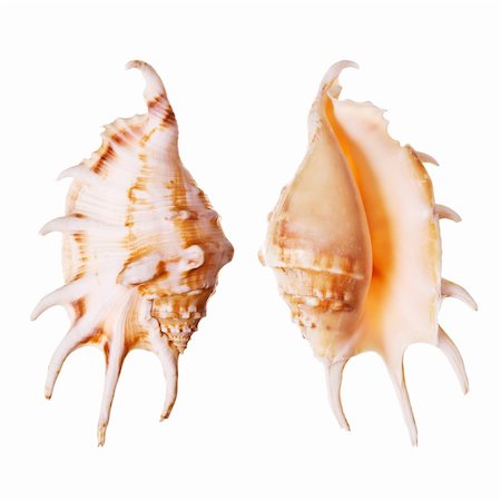 simsearch:400-03950073,k - Lambis Seashells isolated on white background Fotografie stock - Microstock e Abbonamento, Codice: 400-03950018