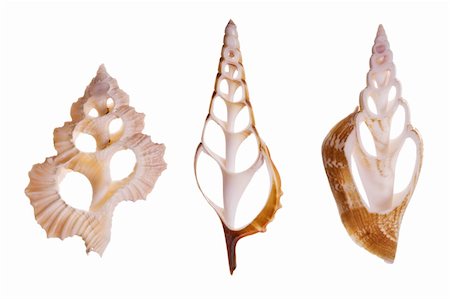 seashells isolated on white background Stock Photo - Budget Royalty-Free & Subscription, Code: 400-03950011