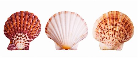 simsearch:400-03950020,k - Scallop shells isolated on white background Stock Photo - Budget Royalty-Free & Subscription, Code: 400-03950024