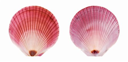 simsearch:400-03950073,k - Purple Moon Scallop both sides isolated on white background Fotografie stock - Microstock e Abbonamento, Codice: 400-03950025