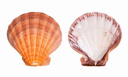 simsearch:400-03950020,k - Scallop shells isolated on white background Stock Photo - Budget Royalty-Free & Subscription, Code: 400-03950026