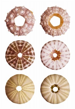 simsearch:400-03950073,k - Urchin isolated on white background Fotografie stock - Microstock e Abbonamento, Codice: 400-03950029