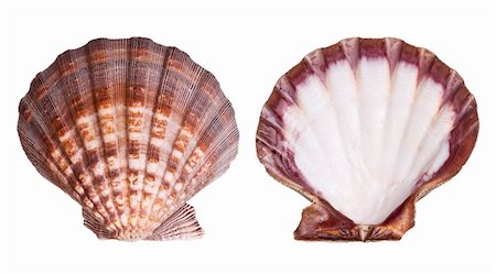simsearch:400-03950020,k - Scallop shells isolated on white background Stock Photo - Budget Royalty-Free & Subscription, Code: 400-03950030