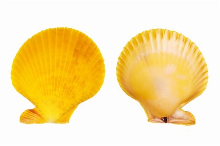 simsearch:400-03935943,k - Scallop shells isolated on white background Stock Photo - Budget Royalty-Free & Subscription, Code: 400-03950031