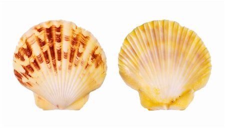 simsearch:400-03935943,k - Scallop shells isolated on white background Stock Photo - Budget Royalty-Free & Subscription, Code: 400-03950032