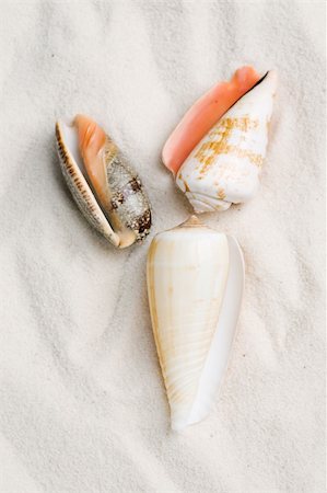 Three seashells on white sand Photographie de stock - Aubaine LD & Abonnement, Code: 400-03950051