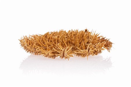 simsearch:400-03949975,k - Crown of Thorns Starfish isolated on white background with reflection Stock Photo - Budget Royalty-Free & Subscription, Code: 400-03950075