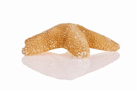 simsearch:400-03949975,k - Jungle Starfish isolated on white background with reflection Stock Photo - Budget Royalty-Free & Subscription, Code: 400-03950079