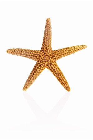 Florida Brown Starfish isolated on white background with reflection Stock Photo - Budget Royalty-Free & Subscription, Code: 400-03950071